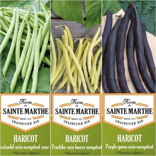 Collection De 3 Haricots Colorés Et Productifs BIO - Ferme De Sainte-Marthe -Jardin Parfait collection de 3 haricots colores et productifs bio 42501 1