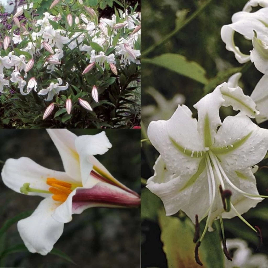 Collection Lis Blanc 1 Collection Lis Blanc