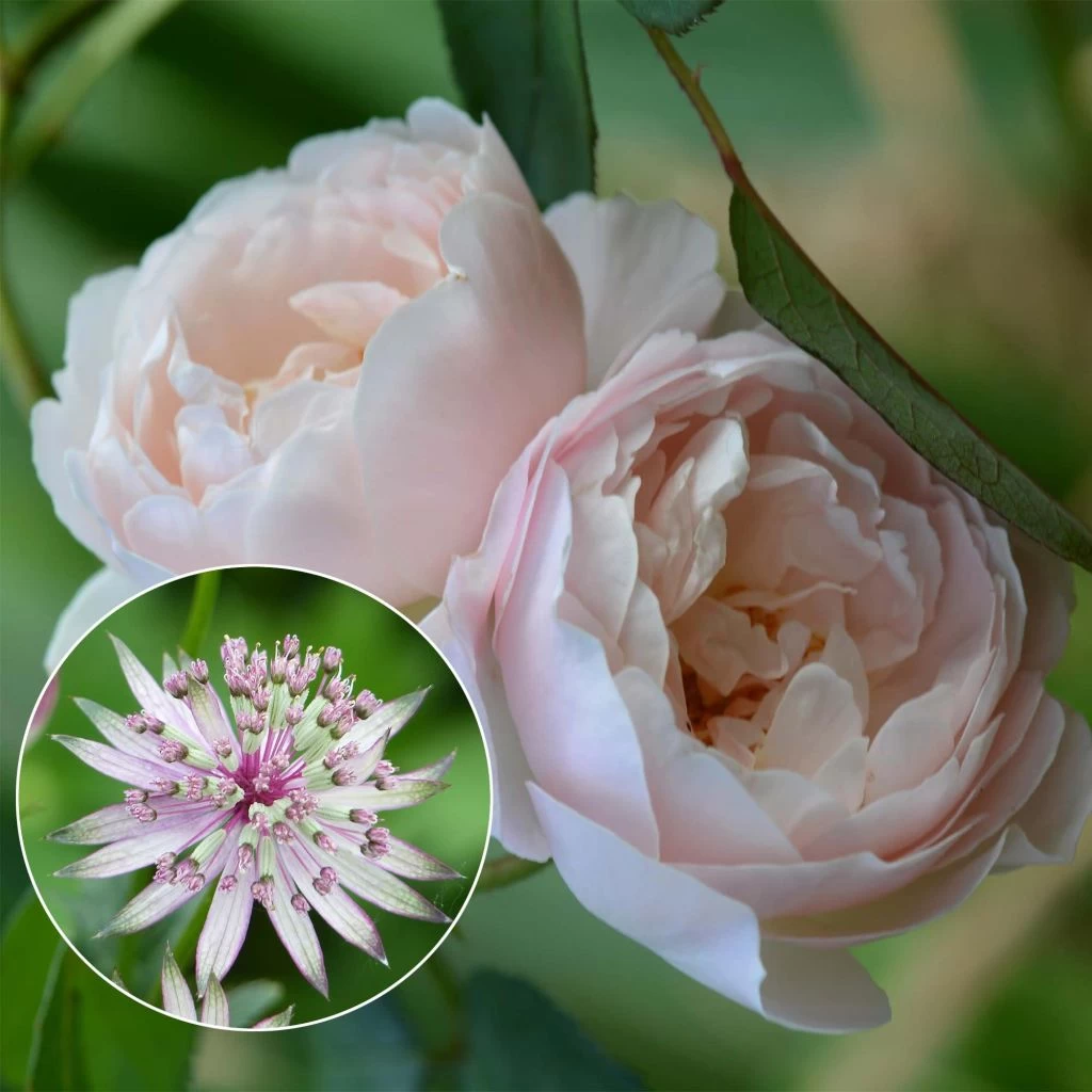 Duo Liaison Fatale 1 Duo Liaison Fatale