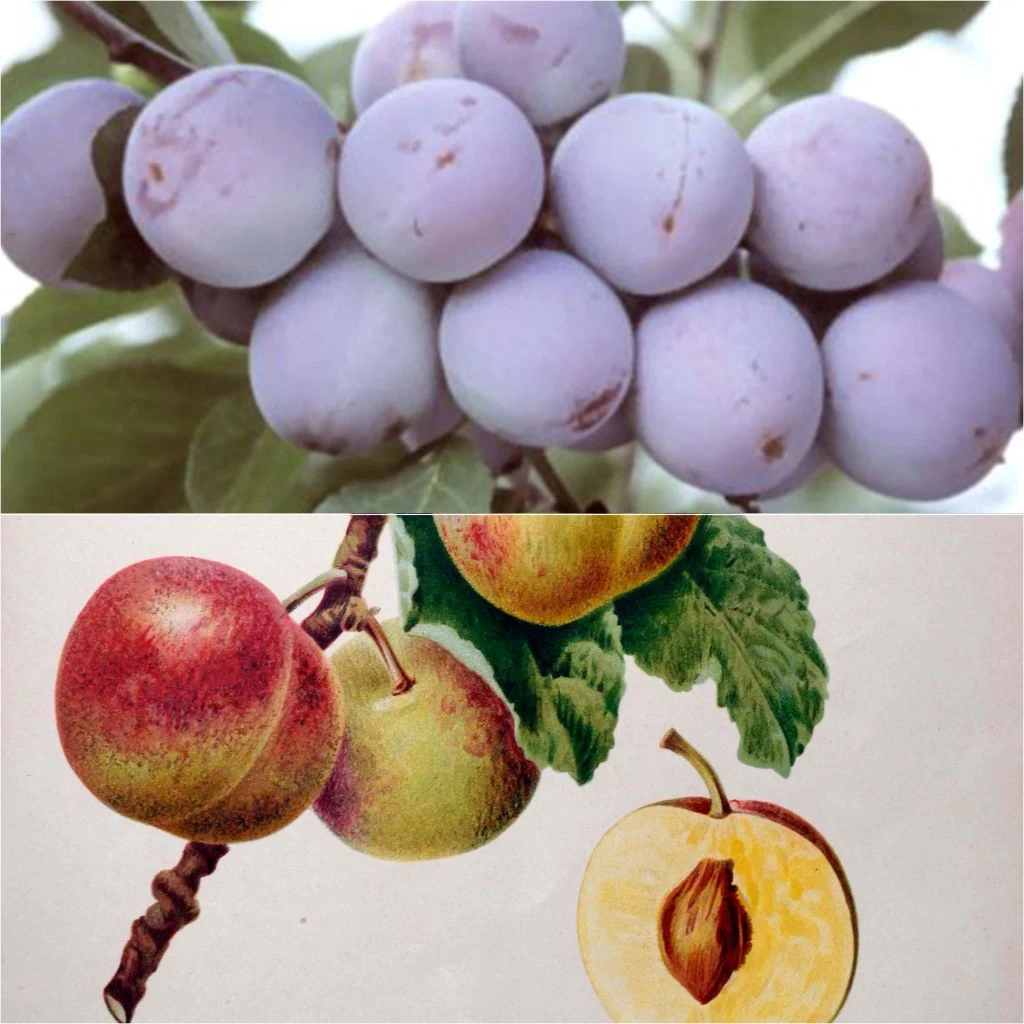 Duo Pollinisateur Reines Claudes En Gobelet 1 Duo Pollinisateur Reines Claudes En Gobelet