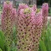 Eucomis Comosa Pink Gin - Fleur Ananas