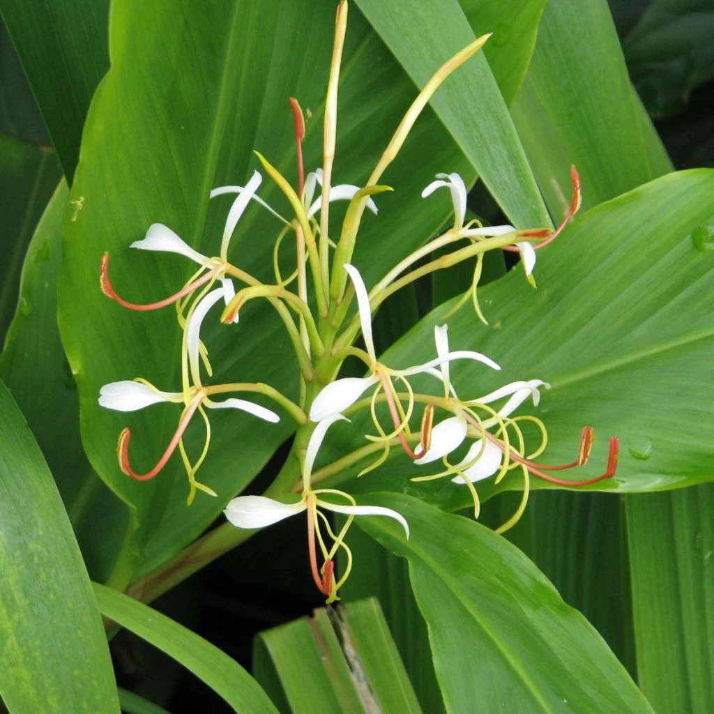 Hedychium Spicatum 1 Hedychium Spicatum