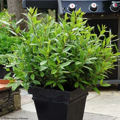 Laurus Nobilis Little Ragu - Laurier-Sauce -Jardin Parfait laurus nobilis little ragu 100708 1