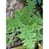 Dryopteris Dilatata Crispa Whiteside - Fougère