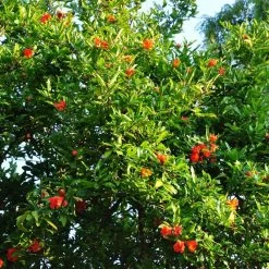 Grenadier à Fruits - Punica Granatum Fina Tendral