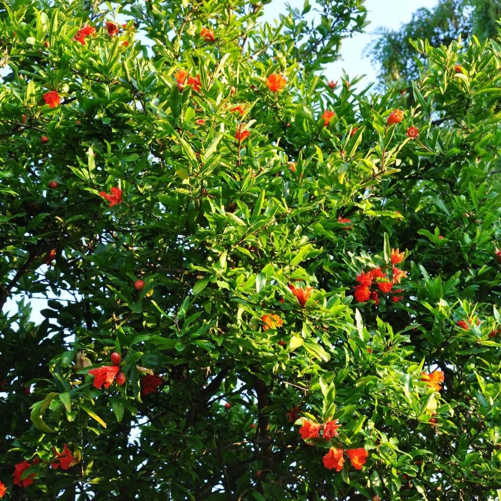 Grenadier à Fruits - Punica Granatum Fina Tendral 1 Grenadier à Fruits - Punica Granatum Fina Tendral