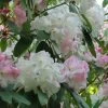 Rhododendron Loderi King George