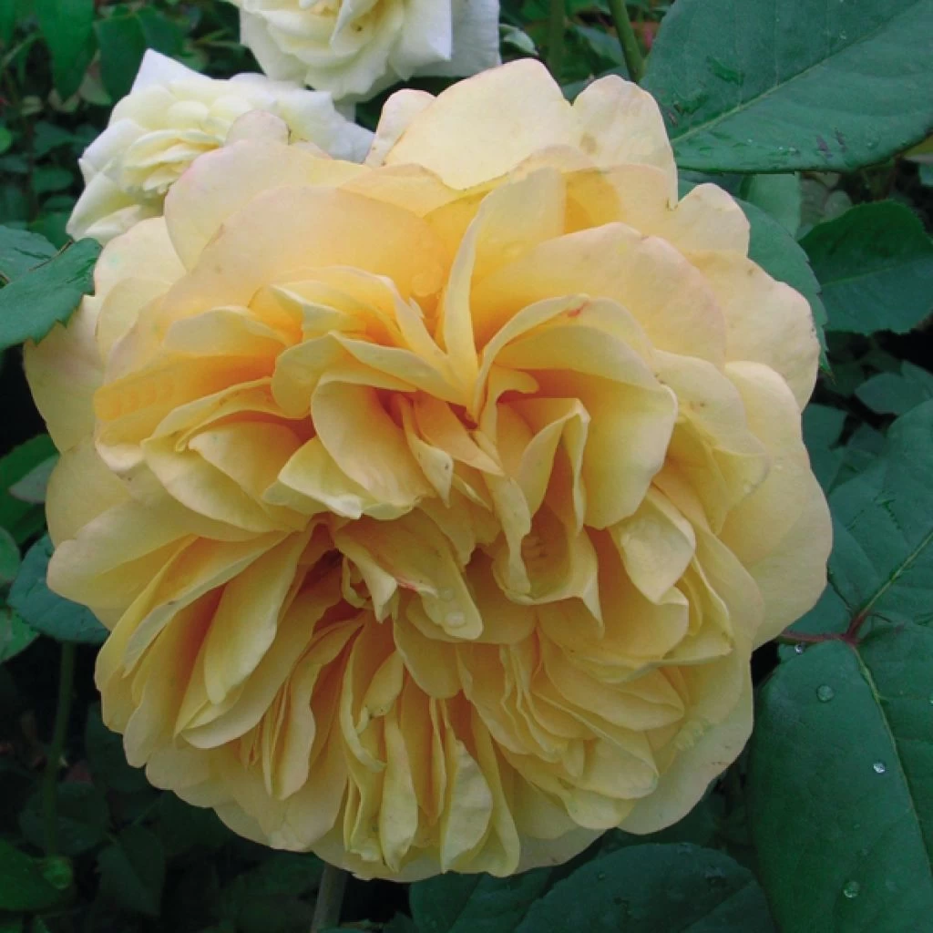 Rosier Ancien Fragrant Old Yellow 1 Rosier Ancien Fragrant Old Yellow